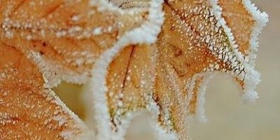 Frosted leaf