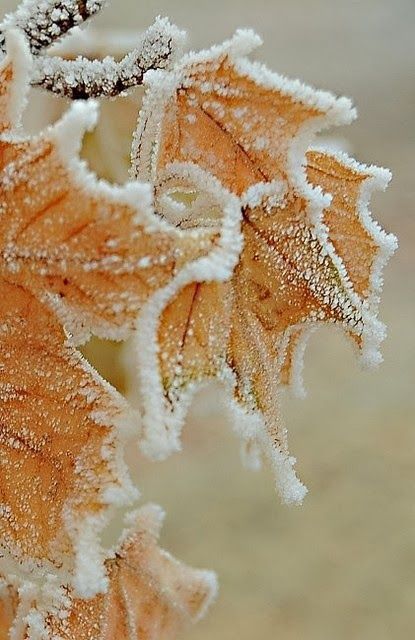 Frosted leaf